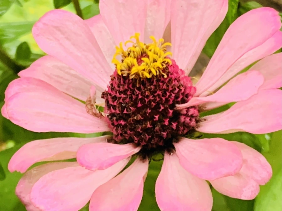 IMG_3660.jpg?type=w966