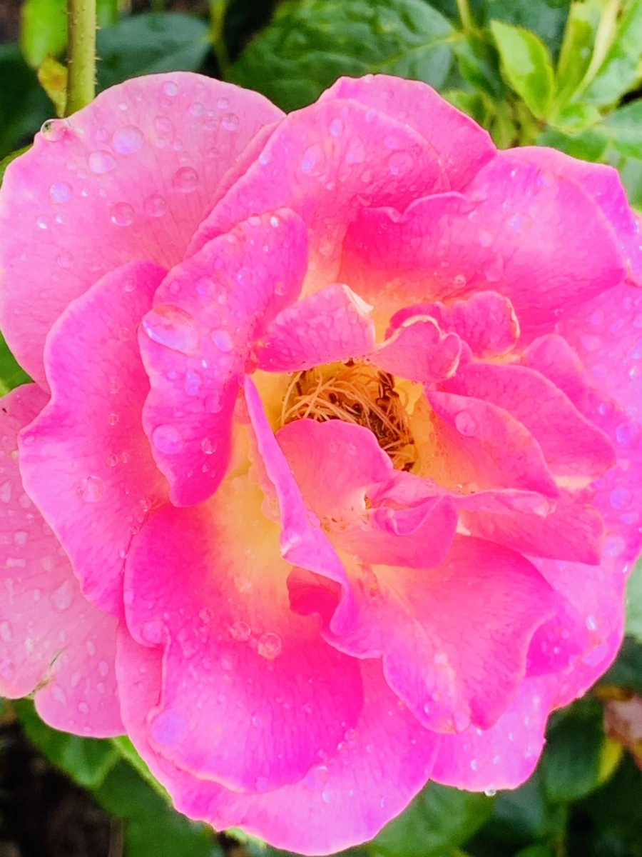 IMG_9584.jpg?type=w966