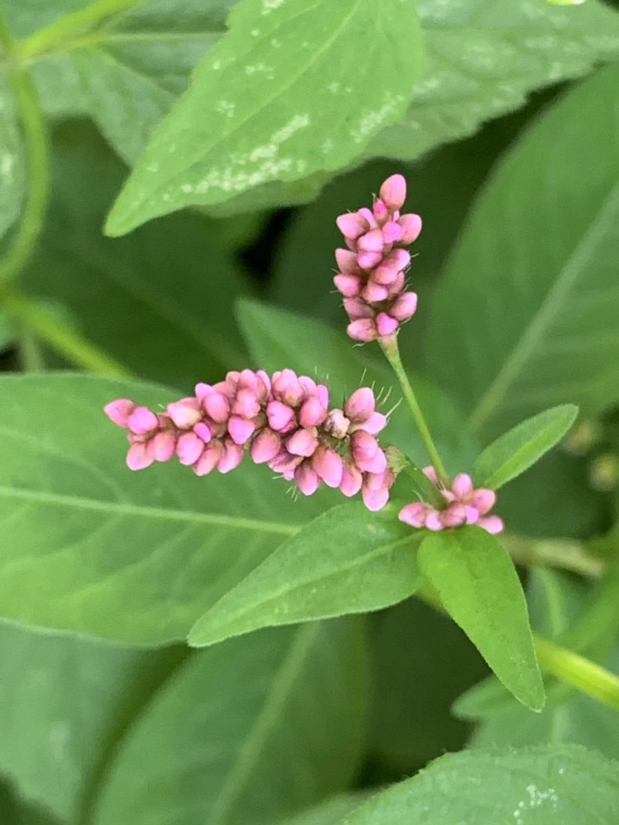 IMG_5618.jpg?type=w966