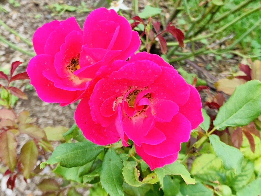 IMG_5080.jpg?type=w966