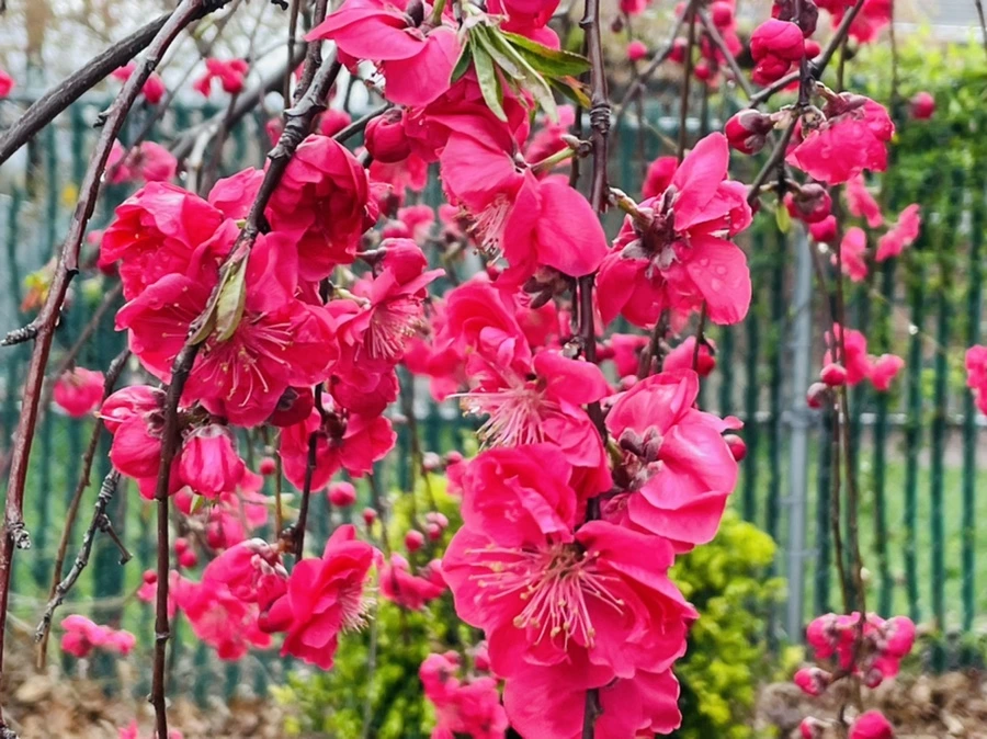 IMG_1259.jpg?type=w966