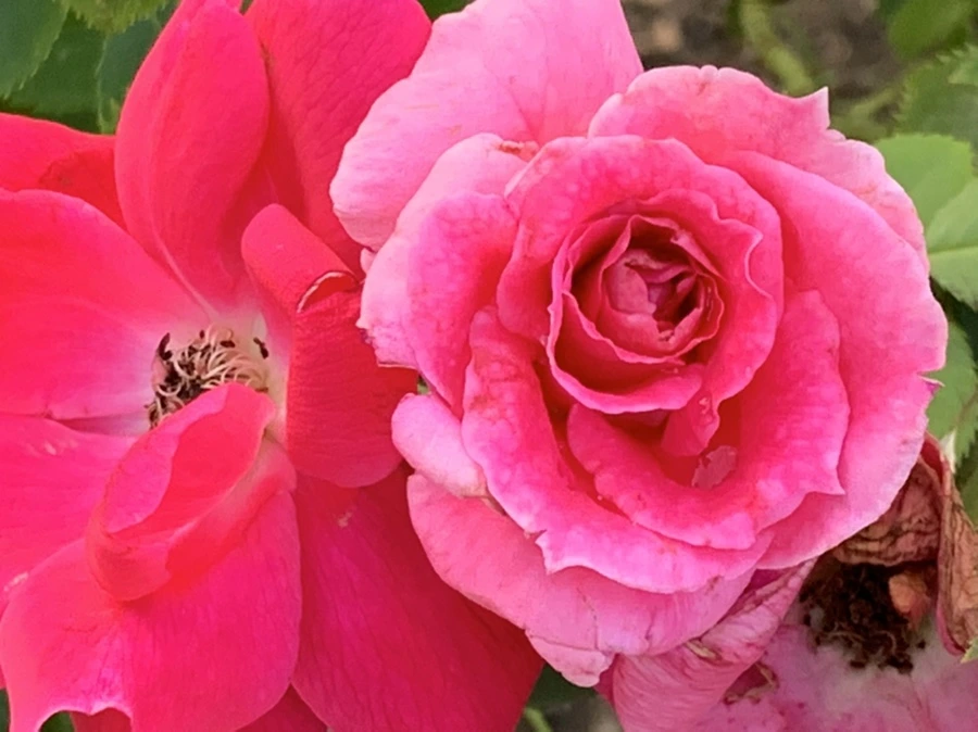 IMG_2954.jpg?type=w966