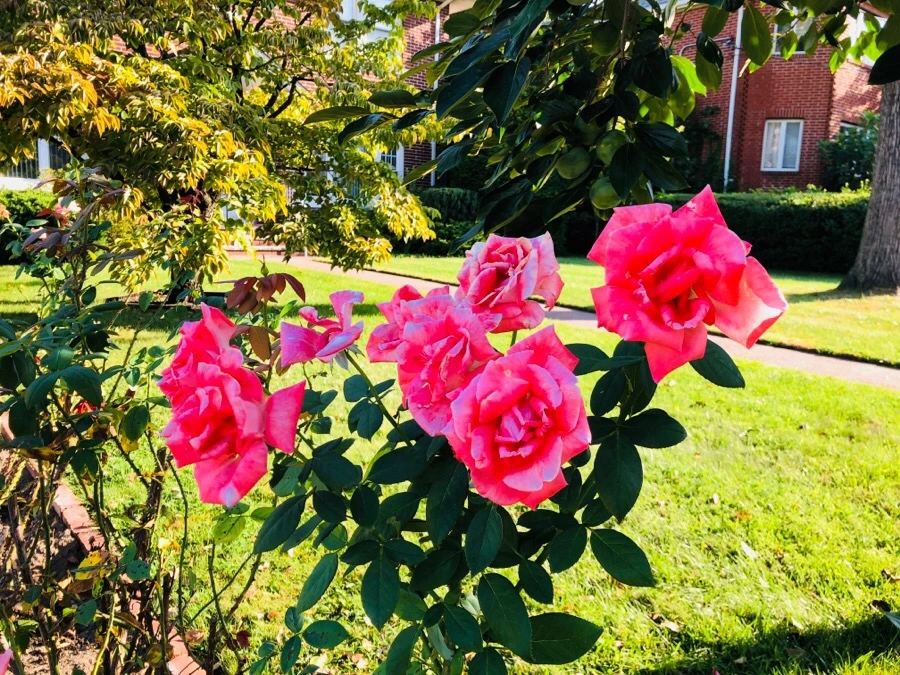 IMG_3784.jpg?type=w966