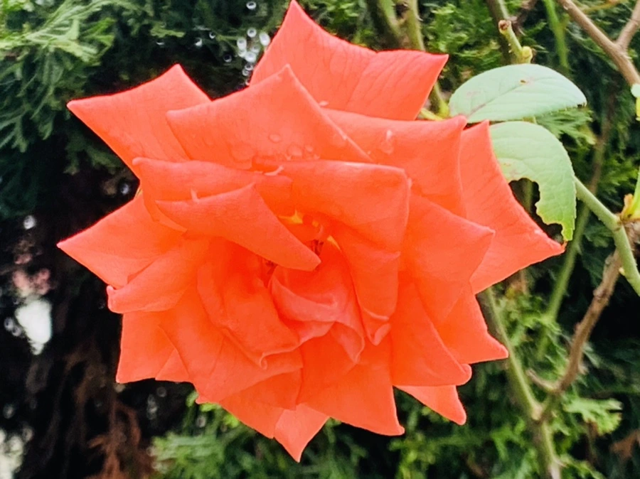 IMG_6892.jpg?type=w966