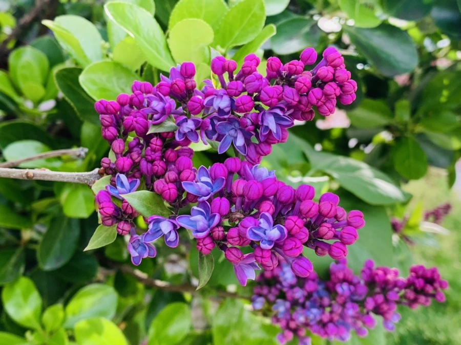 IMG_2863.jpg?type=w966