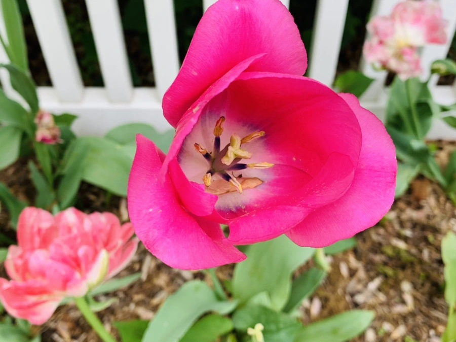 IMG_1311.jpg?type=w966