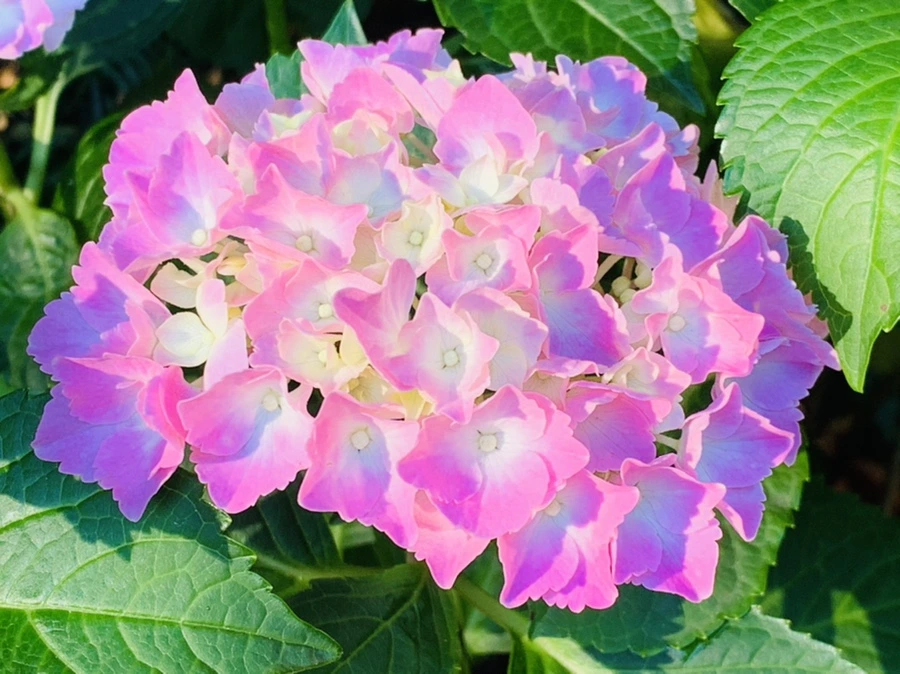 IMG_6244.jpg?type=w966