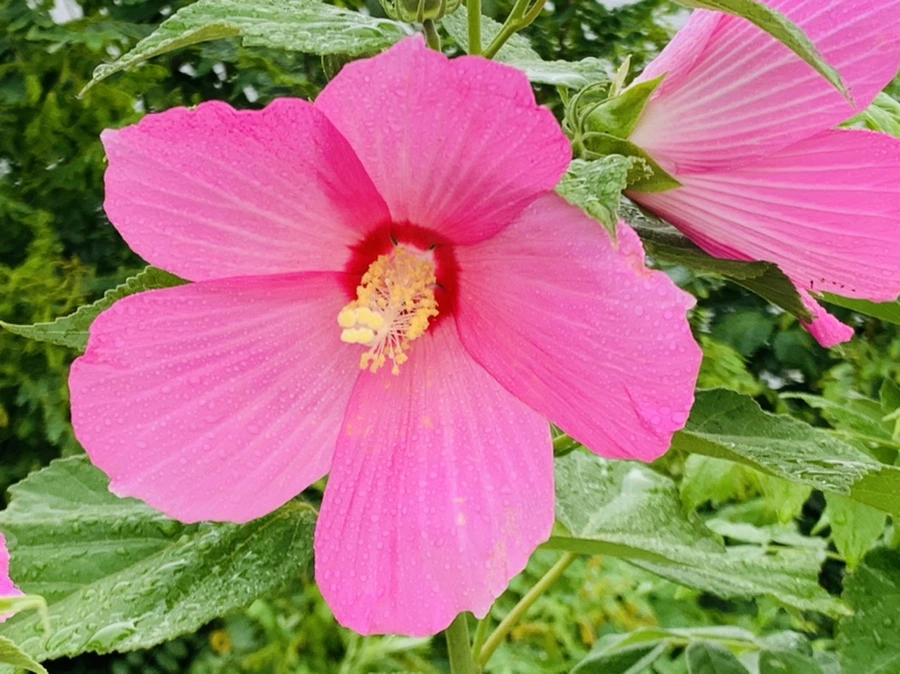 IMG_7756.jpg?type=w966