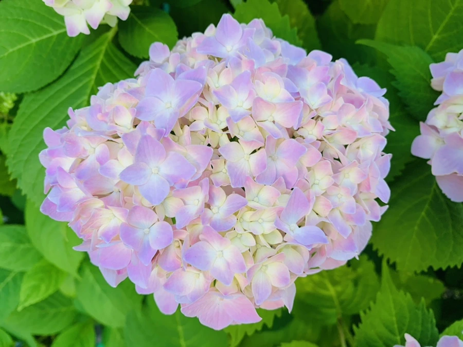 IMG_2990.jpg?type=w966