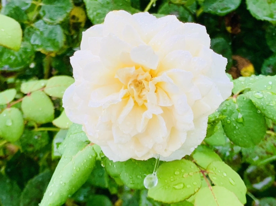 IMG_8802.jpg?type=w966