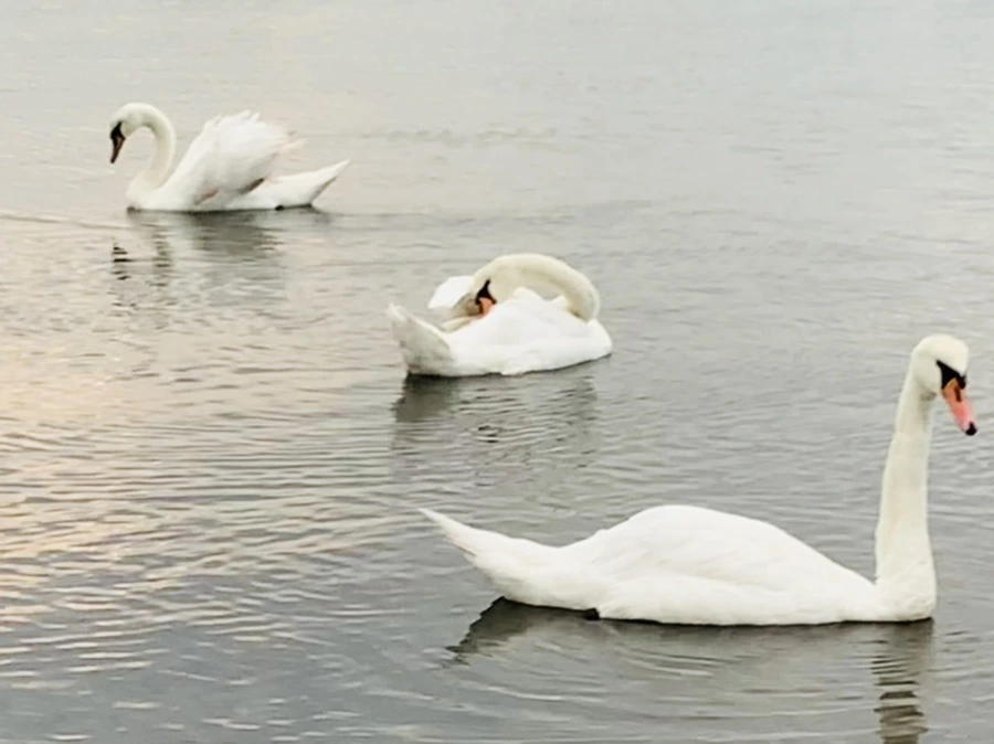 IMG_0329.jpg?type=w966