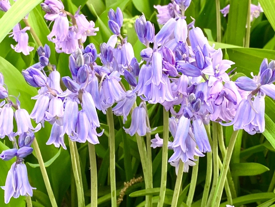 IMG_9076.jpg?type=w966