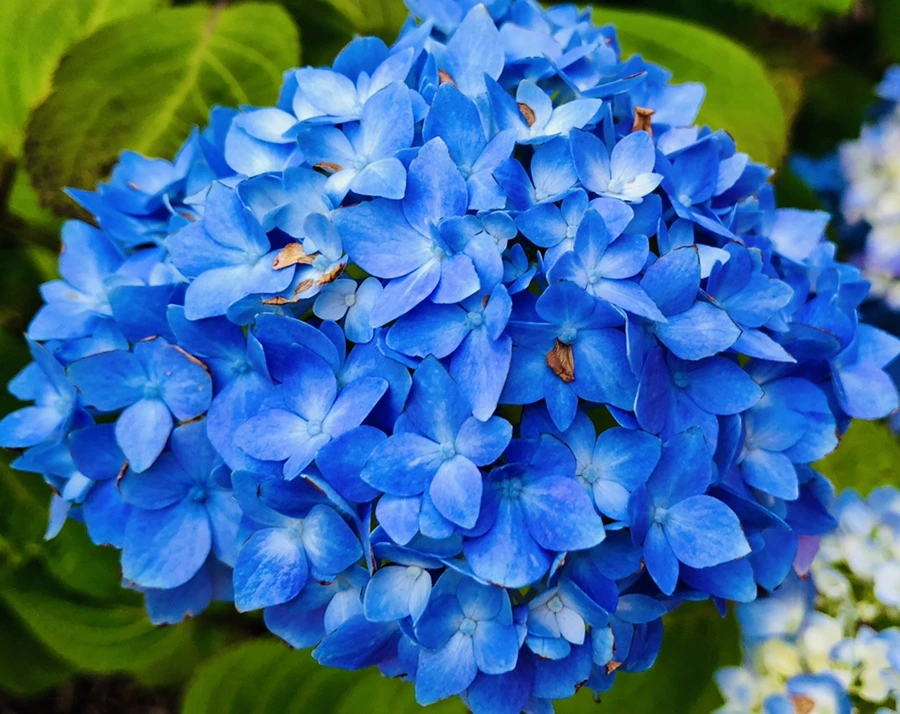 IMG_8663.jpg?type=w966