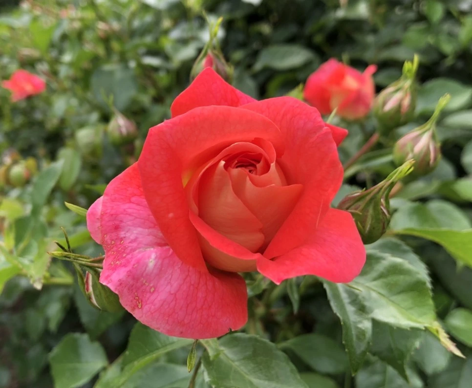 IMG_5691.jpg?type=w966