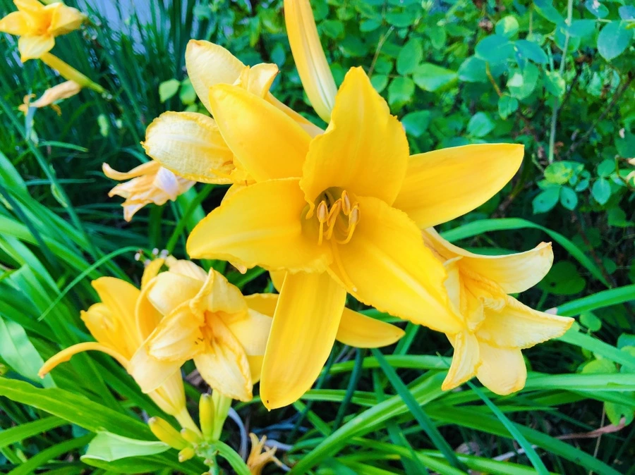 IMG_2392.jpg?type=w966