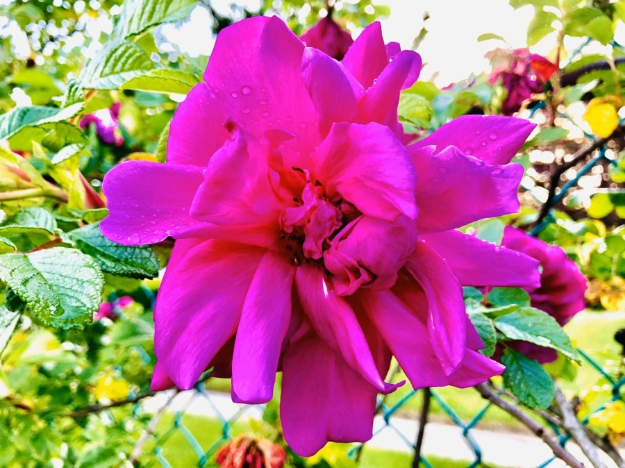 IMG_7600.jpg?type=w966