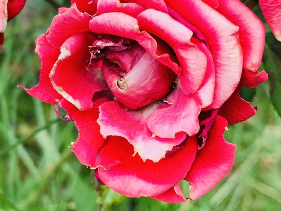 IMG_7270.jpg?type=w966