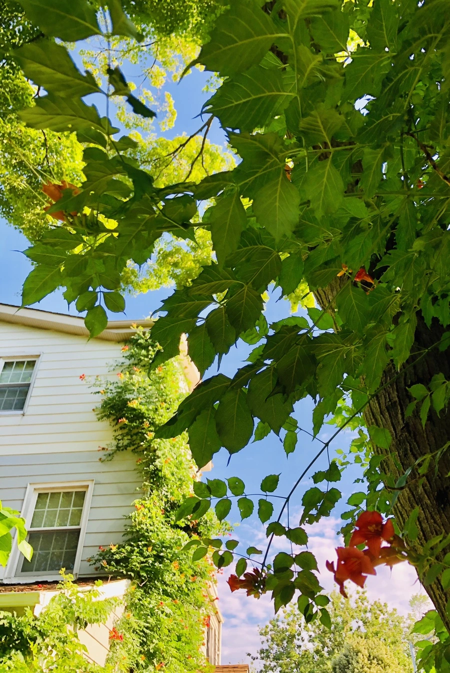 IMG_2140.jpg?type=w966