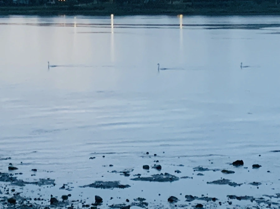 IMG_9236.jpg?type=w966