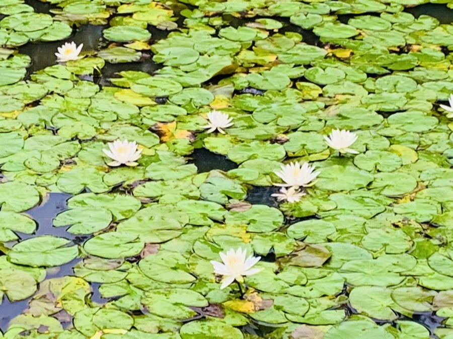 IMG_7167.jpg?type=w966