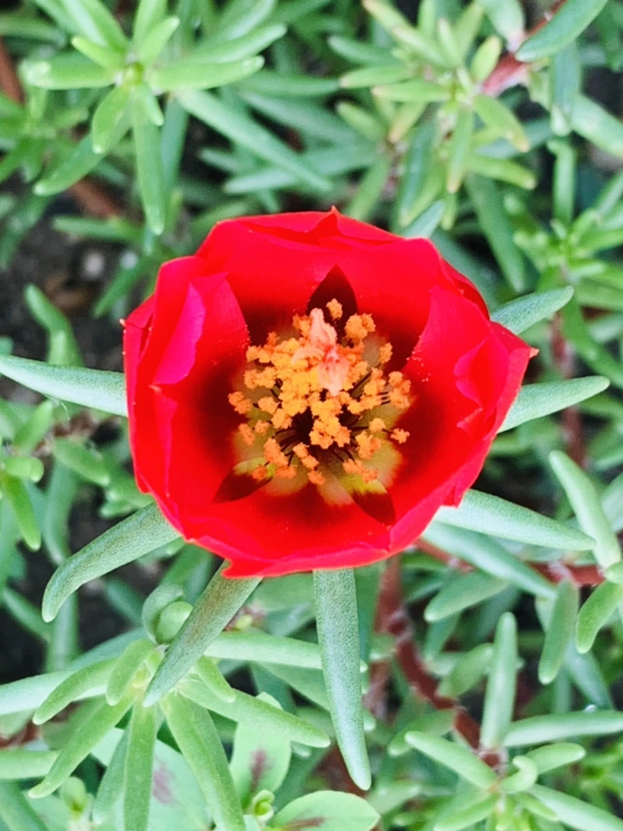 IMG_0355.jpg?type=w966