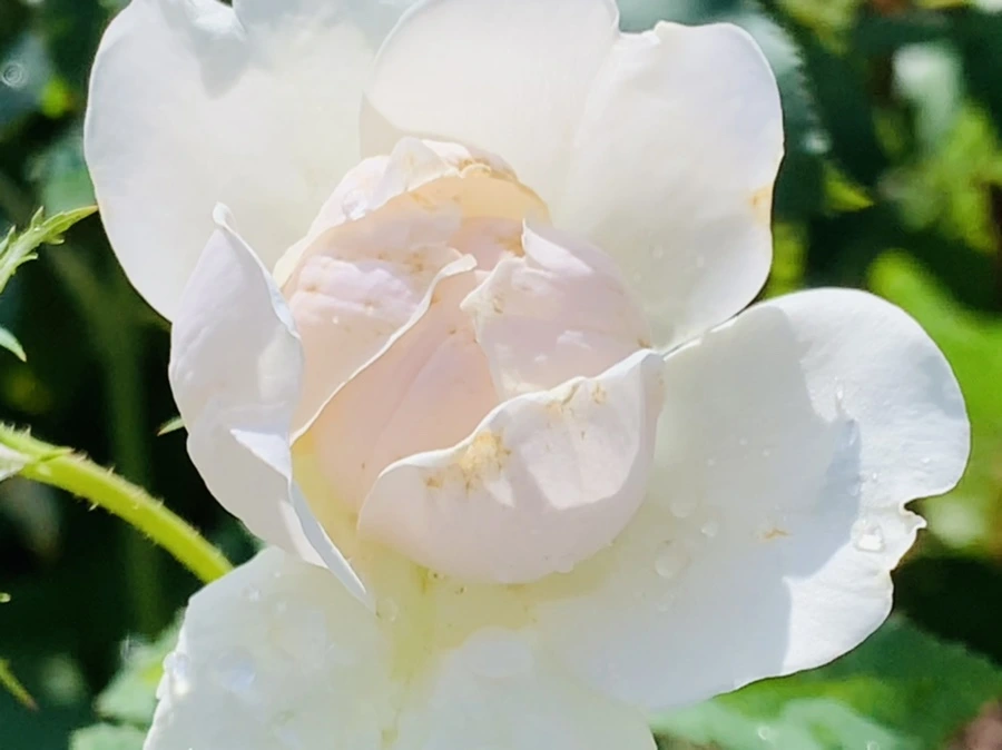 IMG_8424.jpg?type=w966