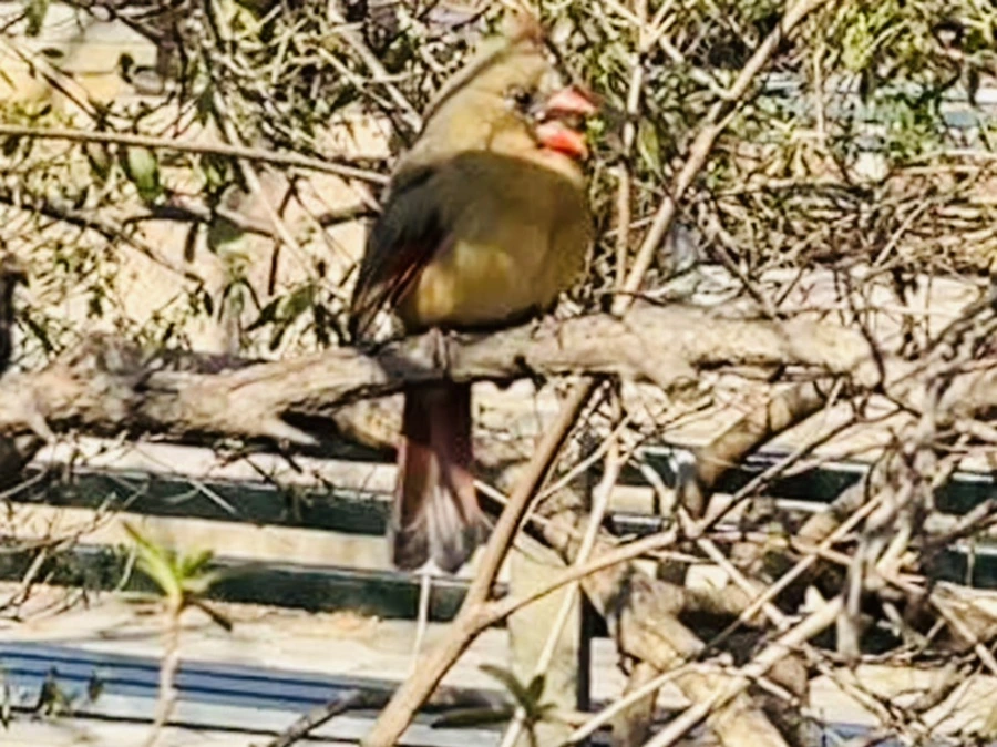 IMG_5606.jpg?type=w966