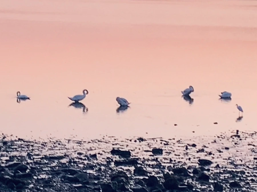 IMG_7117.jpg?type=w966