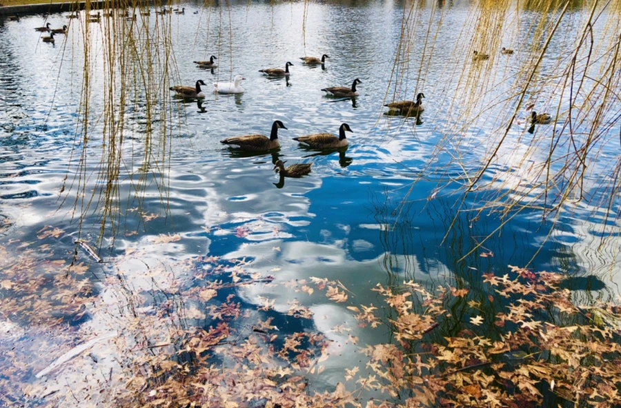 IMG_4334.jpg?type=w966