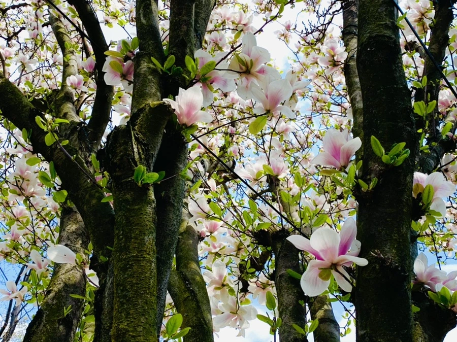 IMG_3894.jpg?type=w966