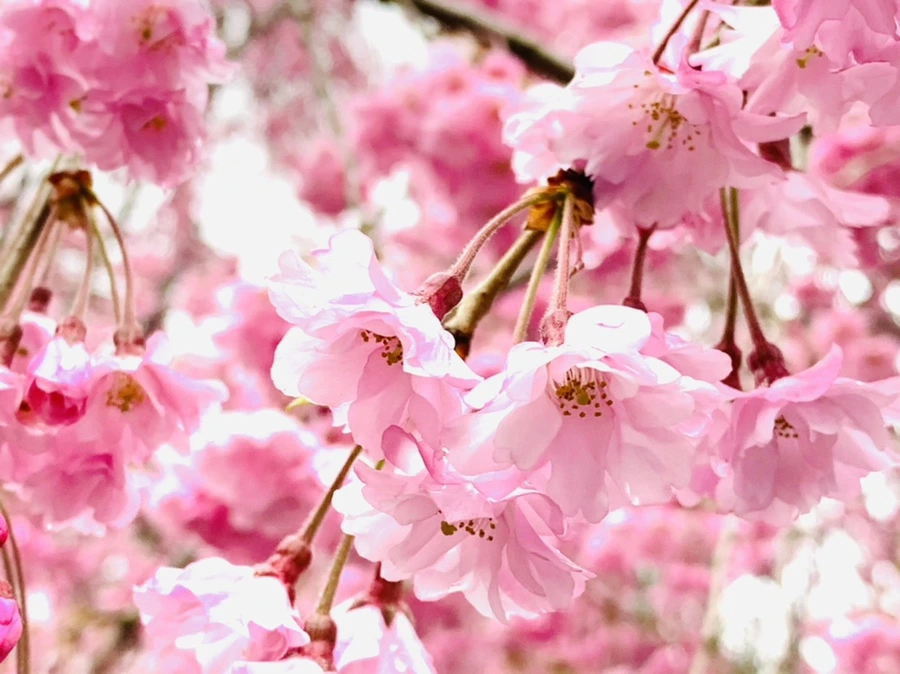 IMG_0815.jpg?type=w966