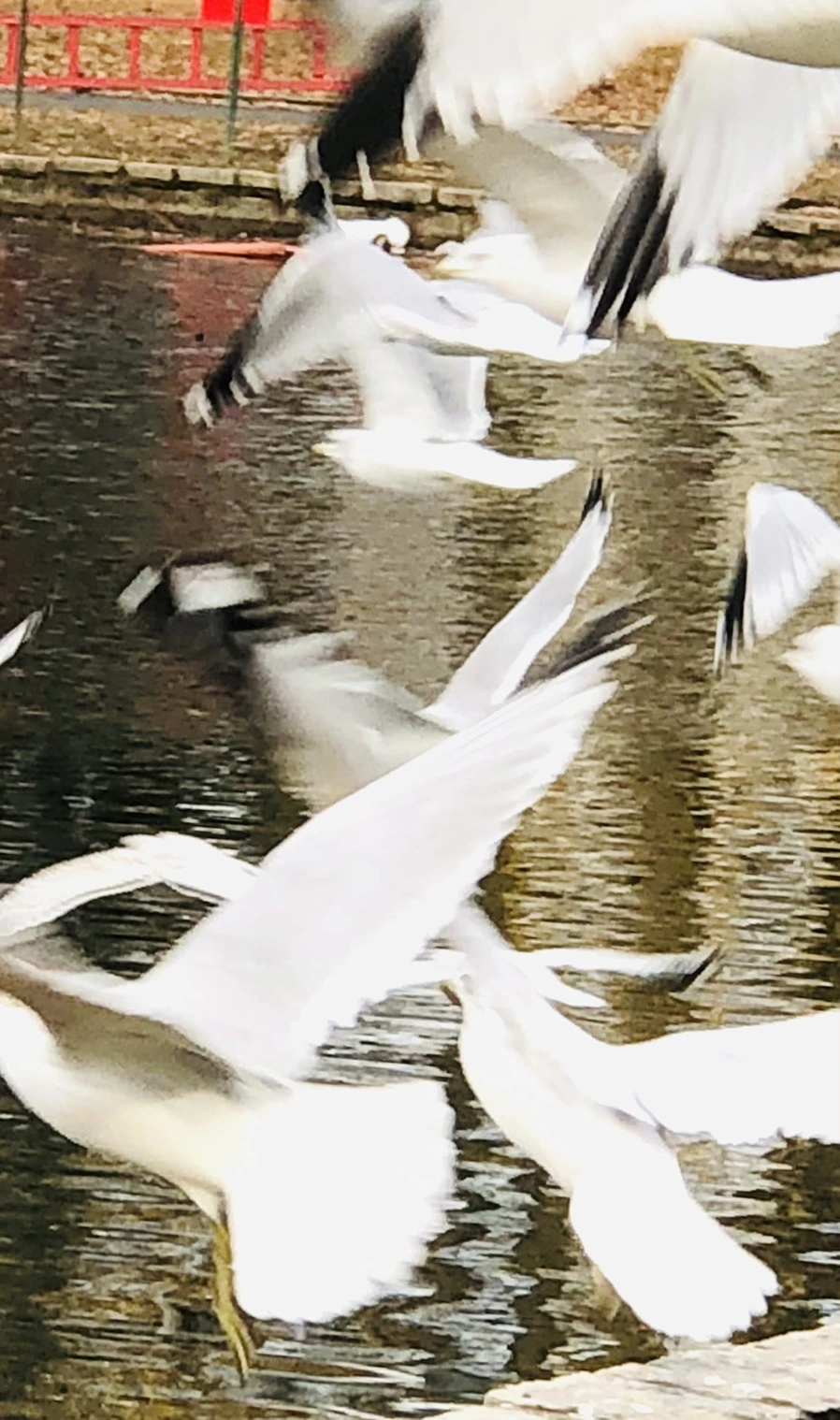 IMG_8637.jpg?type=w966