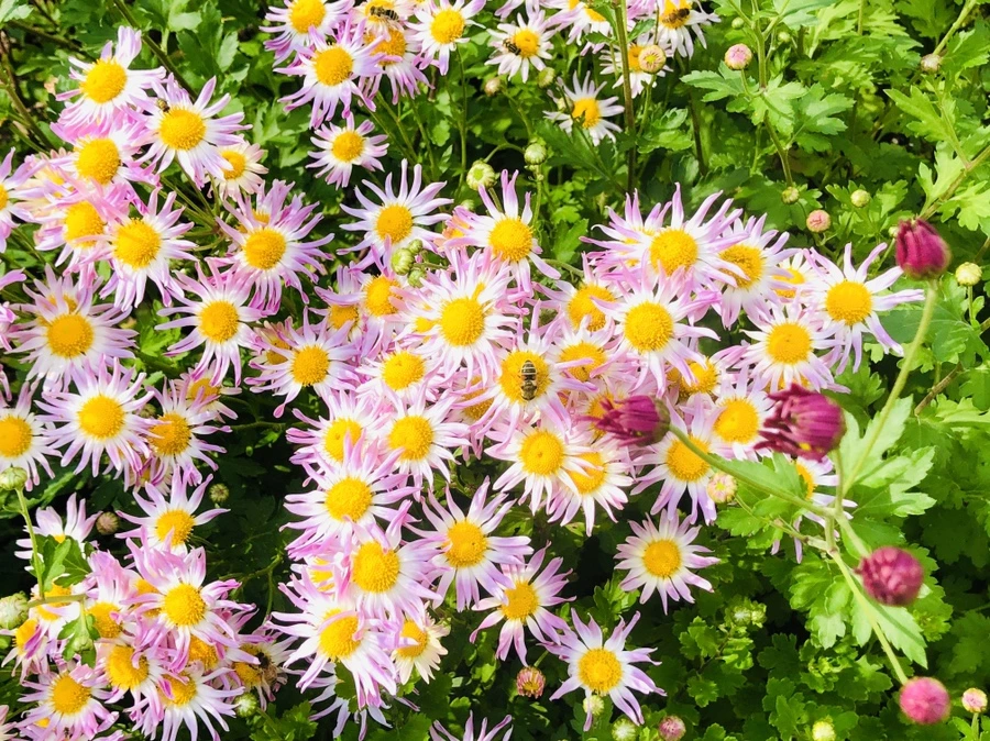 IMG_2022.jpg?type=w966