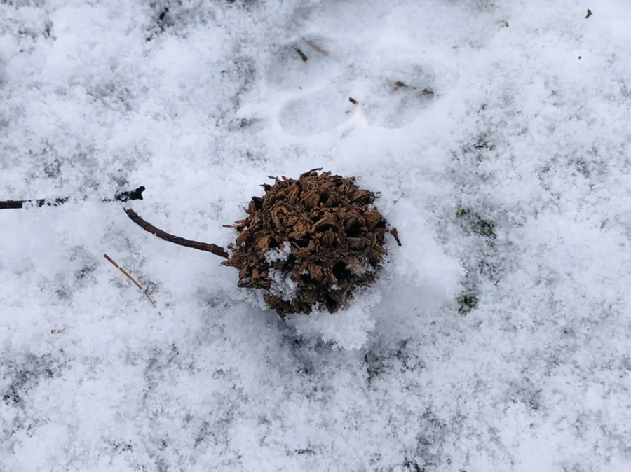 IMG_4492.jpg?type=w966