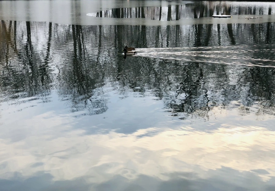 IMG_4525.jpg?type=w966