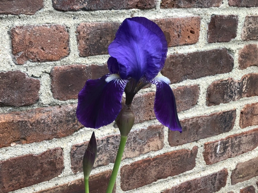 IMG_6723.jpg?type=w966