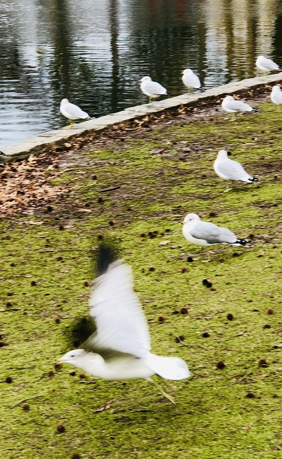 IMG_8619.jpg?type=w966