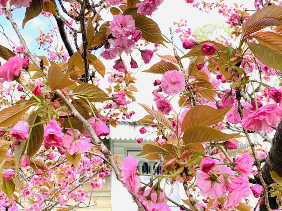 IMG_4351.jpg?type=w966