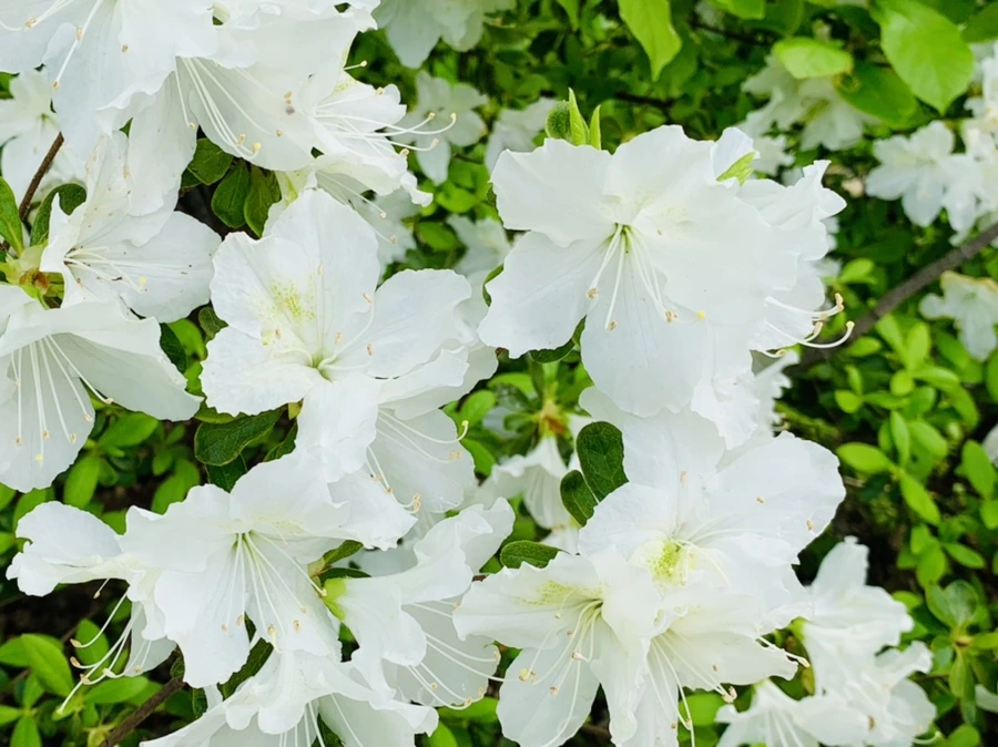 IMG_9637.jpg?type=w966