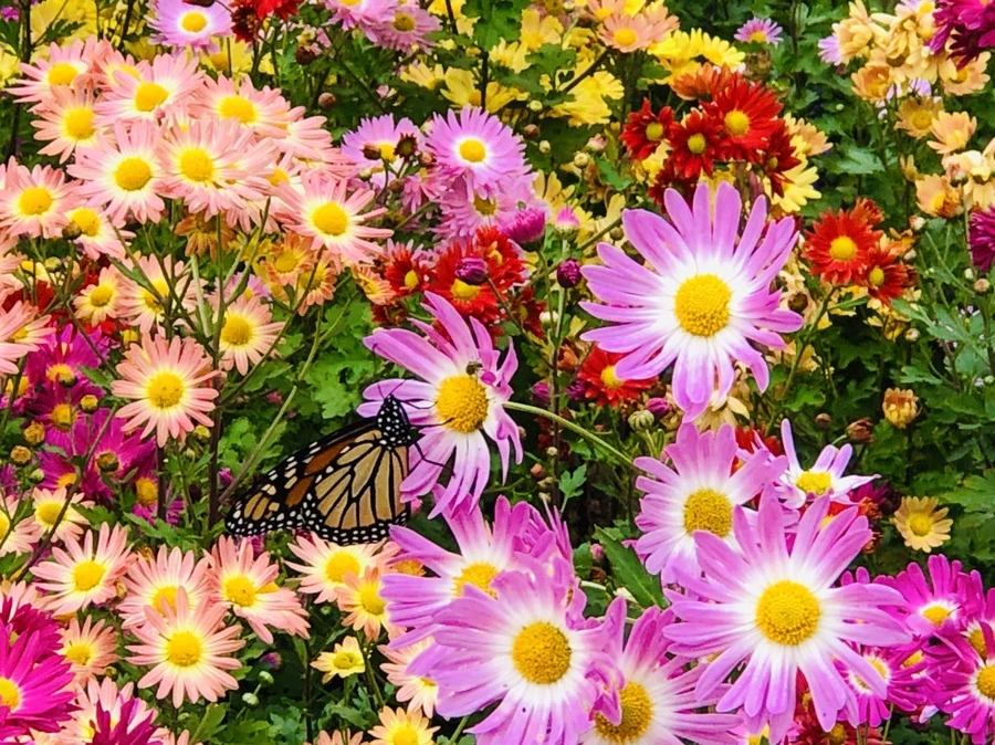 IMG_2484.jpg?type=w966