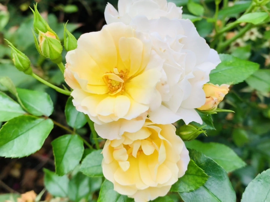 IMG_5885.jpg?type=w966