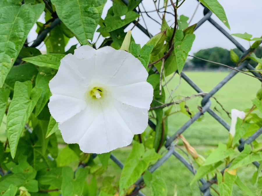 IMG_4968.jpg?type=w966