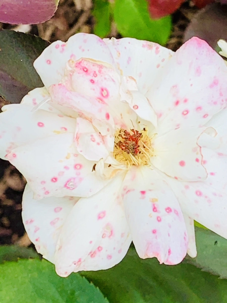 IMG_0467.jpg?type=w966