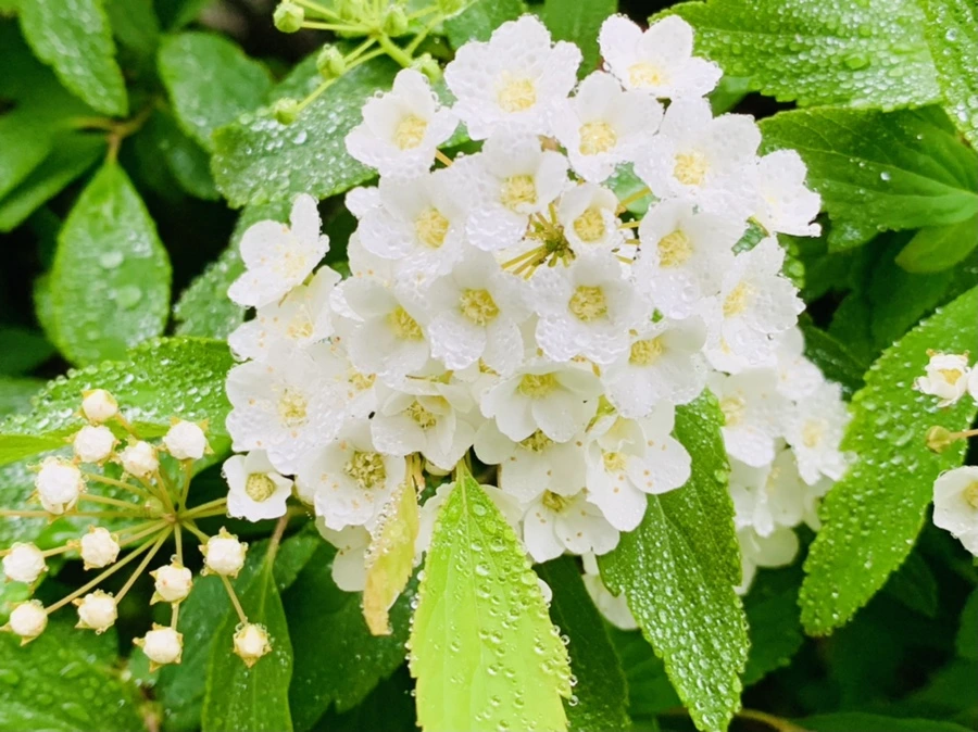 IMG_9732.jpg?type=w966