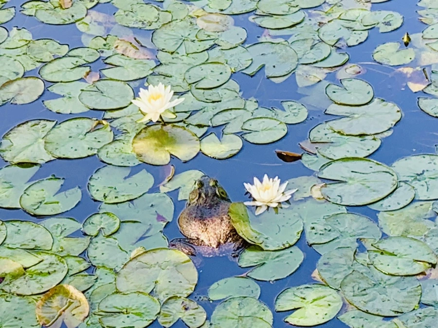 IMG_1310.jpg?type=w966