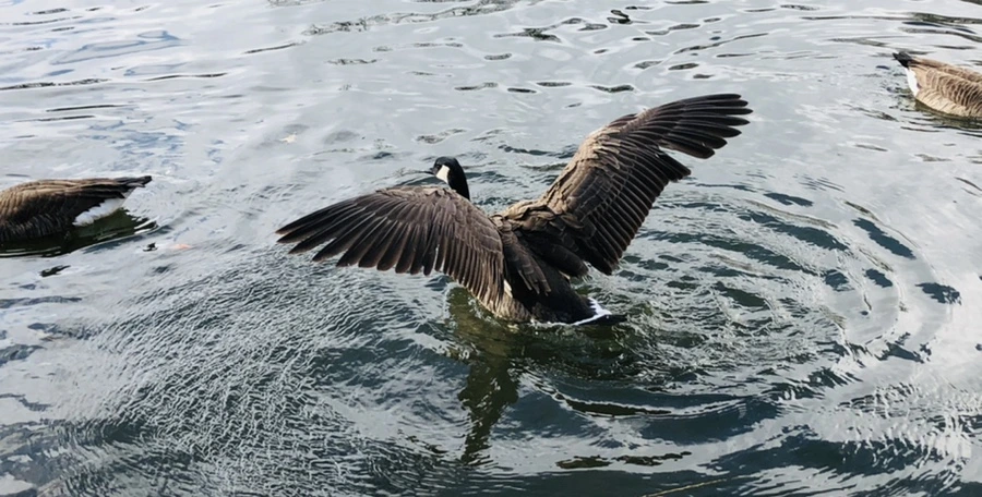 IMG_3626.jpg?type=w966