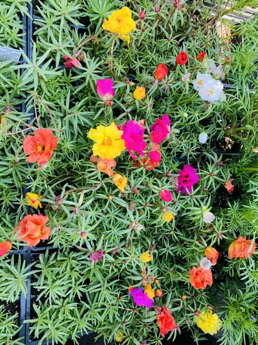 IMG_4733.jpg?type=w966