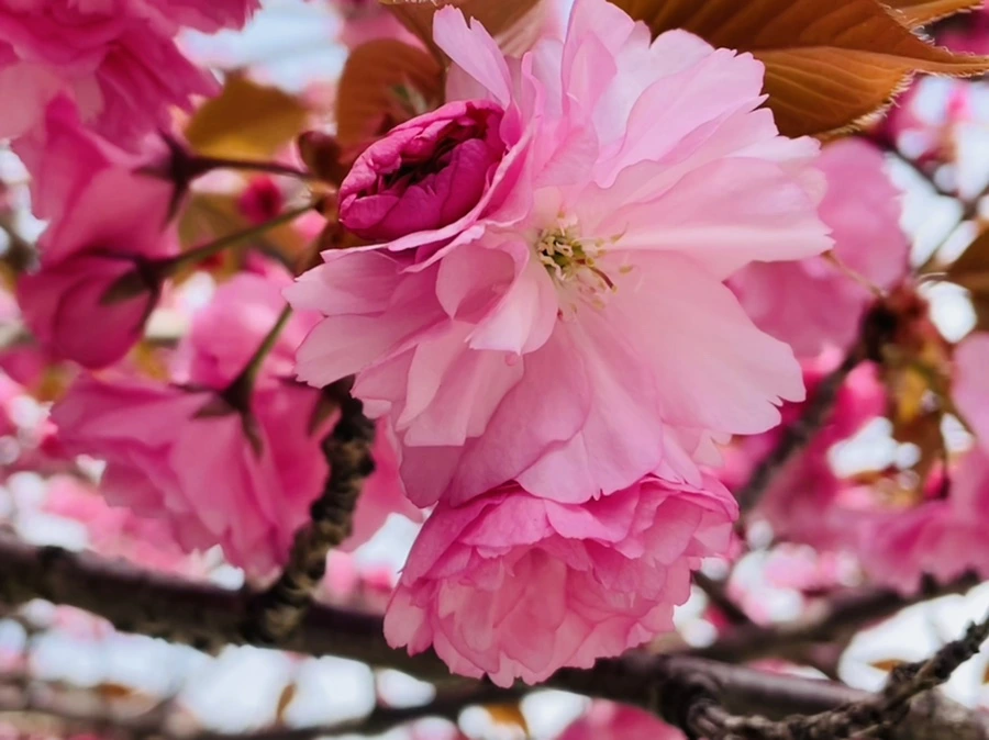 IMG_2334.jpg?type=w966