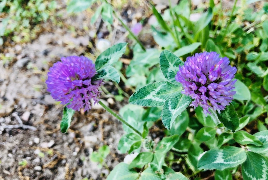 IMG_7958.jpg?type=w966