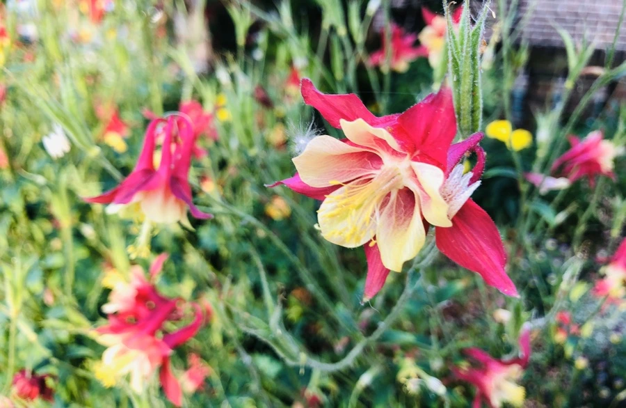 IMG_8710.jpg?type=w966